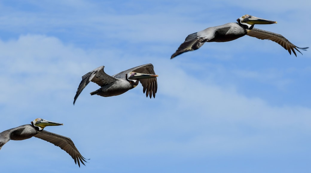 Pelicans flying at High Island Beach, Bolivar Peninsula, Texas