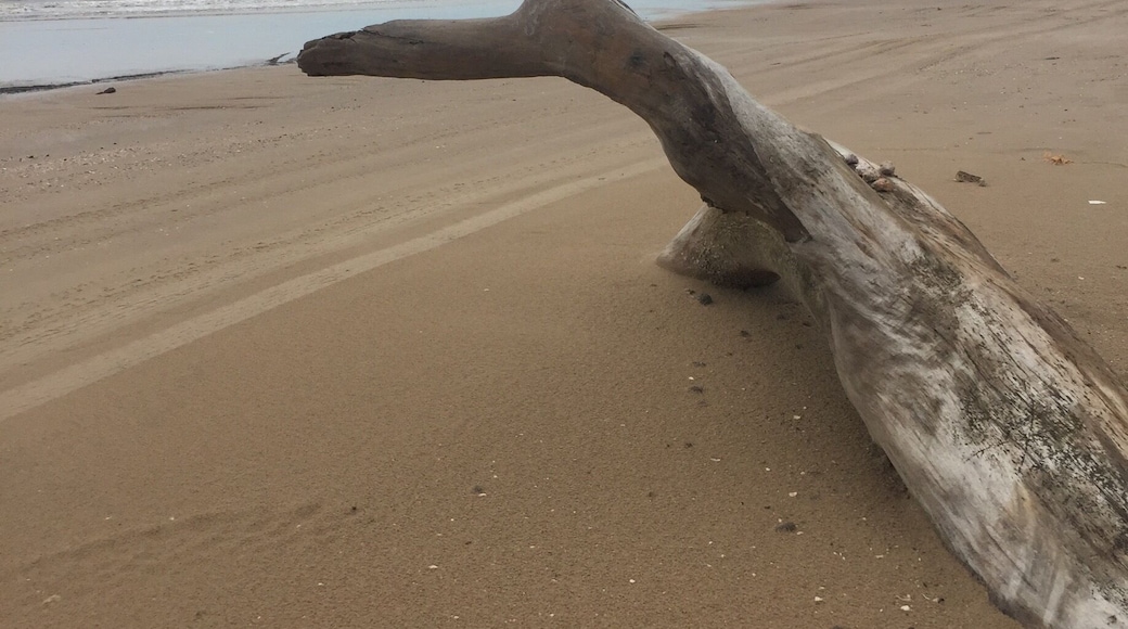 Found this beautiful driftwood/log on the beach at the wild bird refuge. Just east of Crystal Beach TX