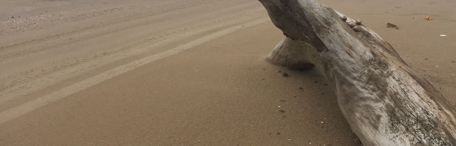 Found this beautiful driftwood/log on the beach at the wild bird refuge. Just east of Crystal Beach TX