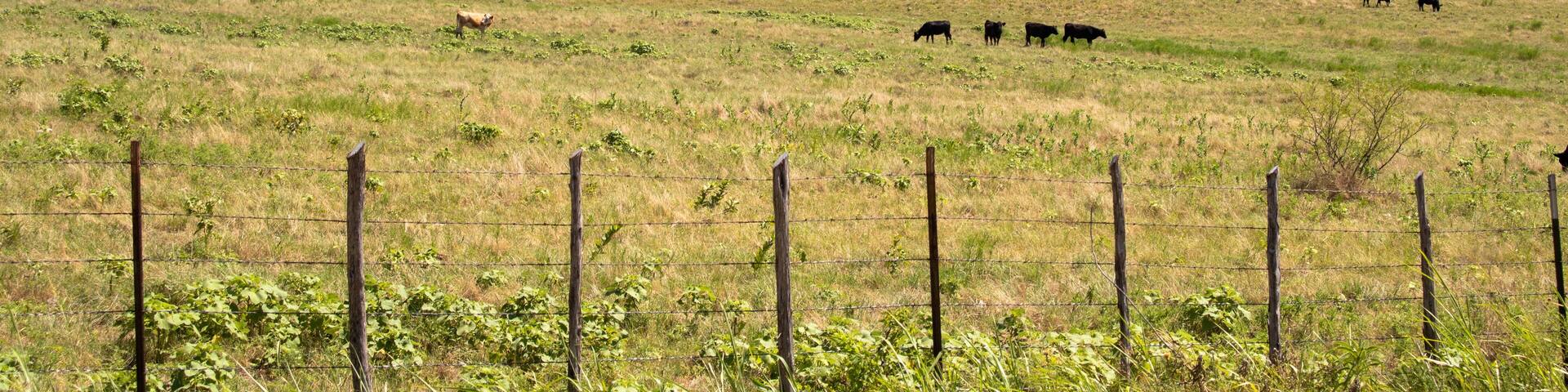 Grass fed cows in Justin Texas