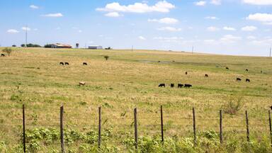 Grass fed cows in Justin Texas