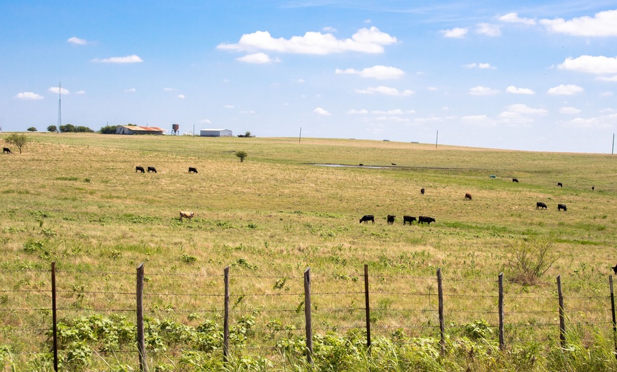 Grass fed cows in Justin Texas
