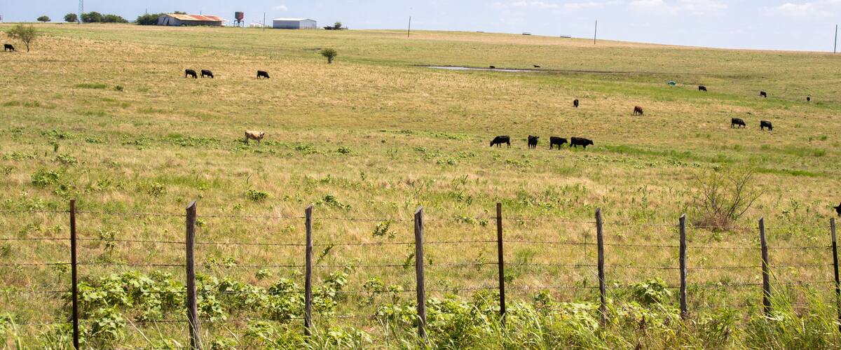 A grassy hillside with cows grazing, a fence in the foreground, and buildings in the background.