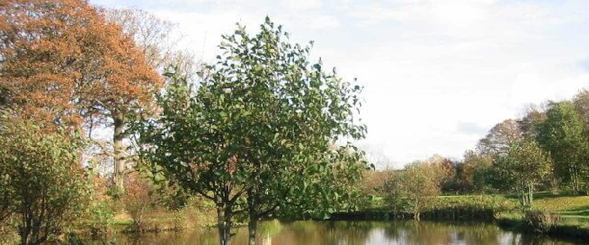 A calm lake with a bench, surrounded by trees and grassy banks.
