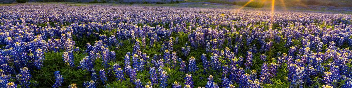 Texas bluebonnet field in sunset at Muleshoe Bend
