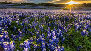 Texas bluebonnet field in sunset at Muleshoe Bend