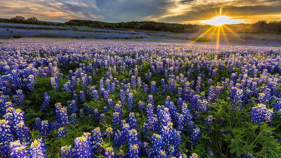 A field of bluebonnets at sunset.
