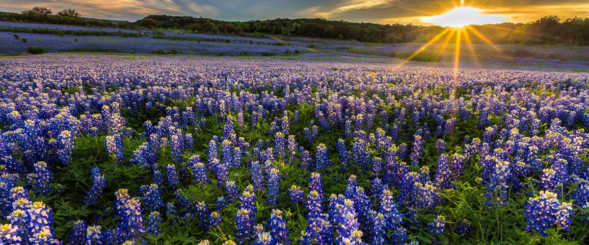A field of bluebonnets at sunset.