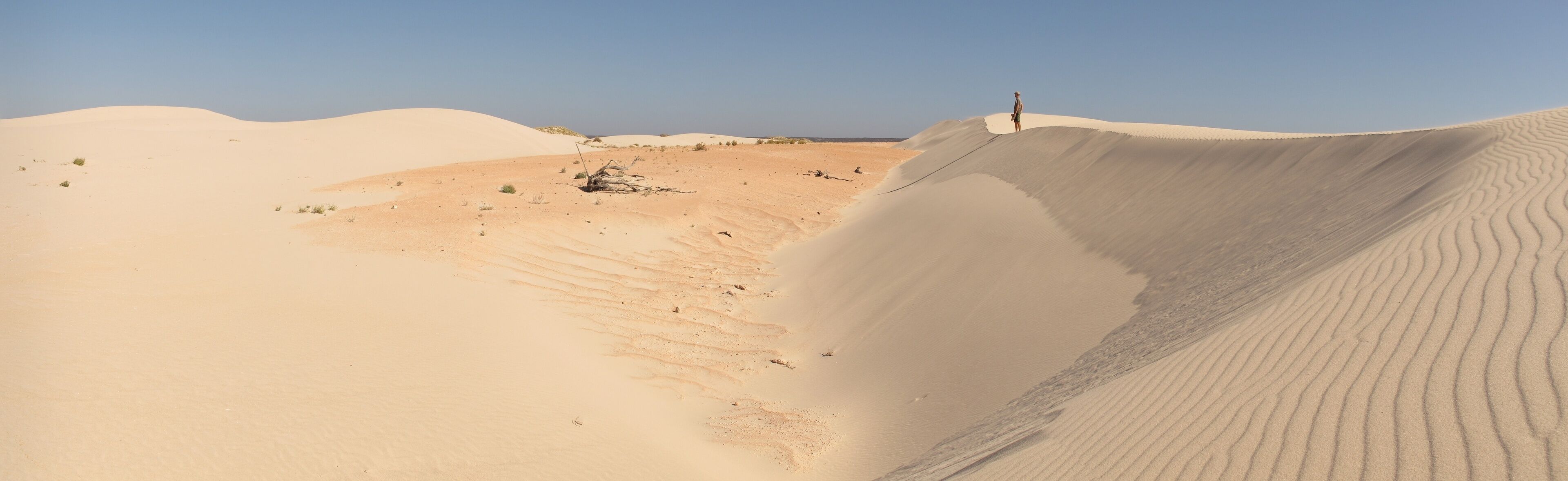 A desert landscape with sand dunes and sparse vegetation.