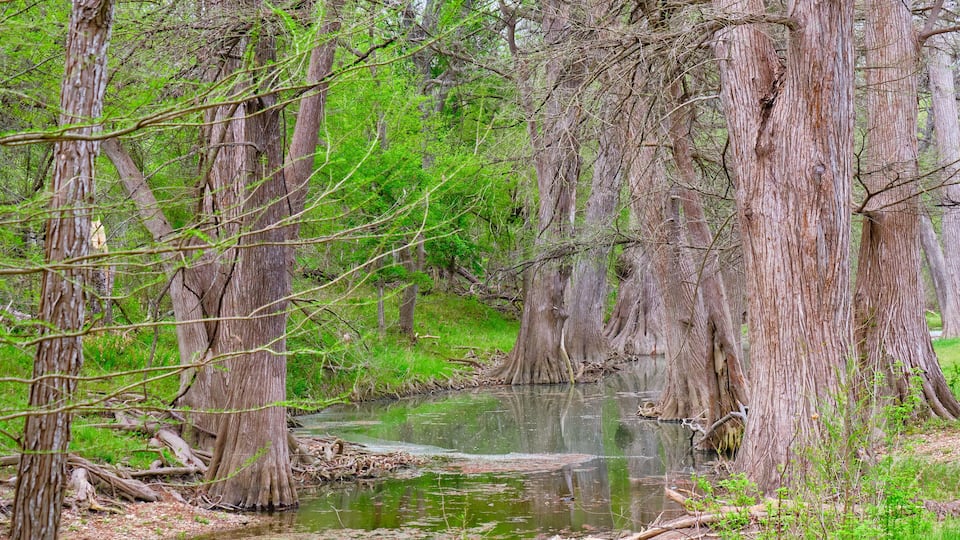 A swampy area with large trees and a calm water body.