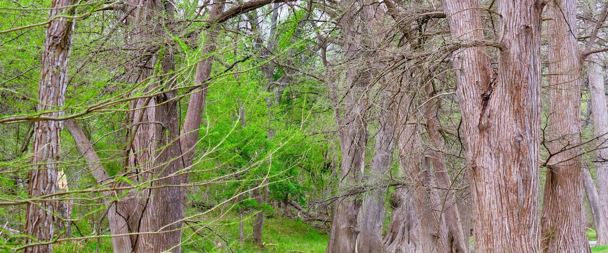 Medina river in Van Ormy Texas on an overcast morning