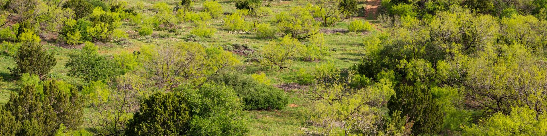 Caprock Canyons State Park, in the eastern edge of the Llano Estacado in Briscoe County, Texas