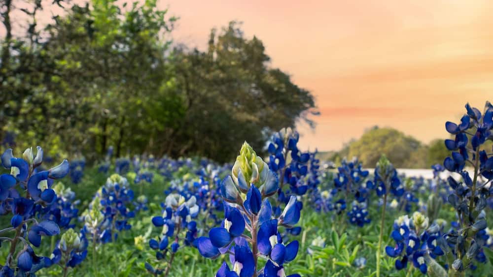 Texas state flower