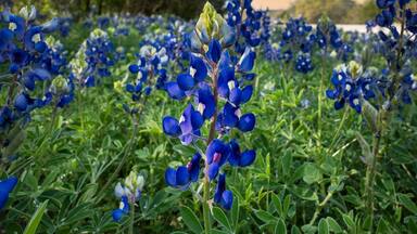 Texas state flower