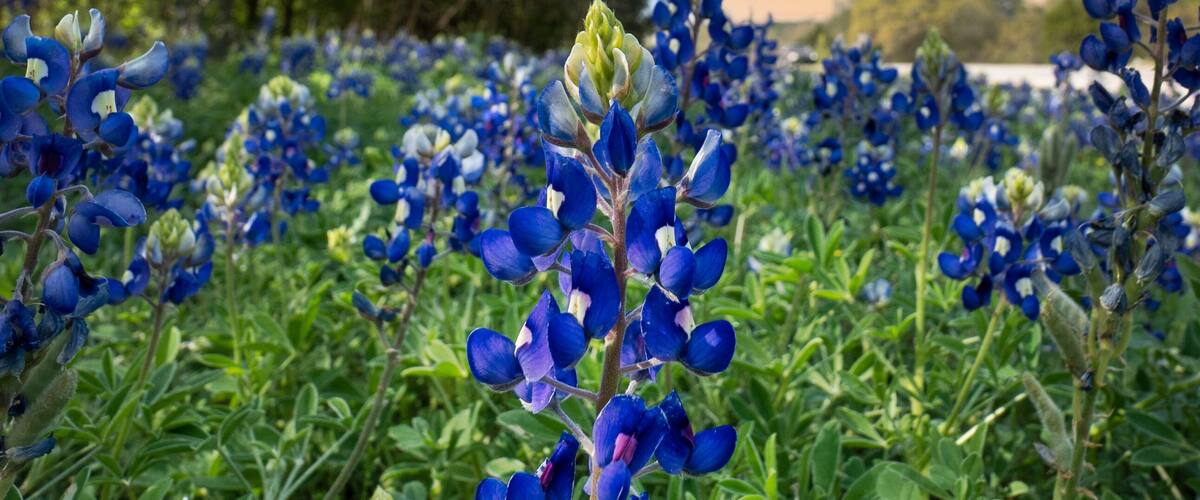 A field of bluebonnets with a sunset sky.