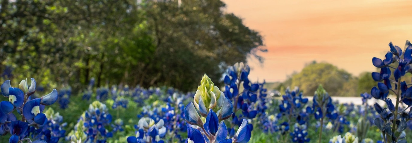 A field of bluebonnets with a sunset sky.