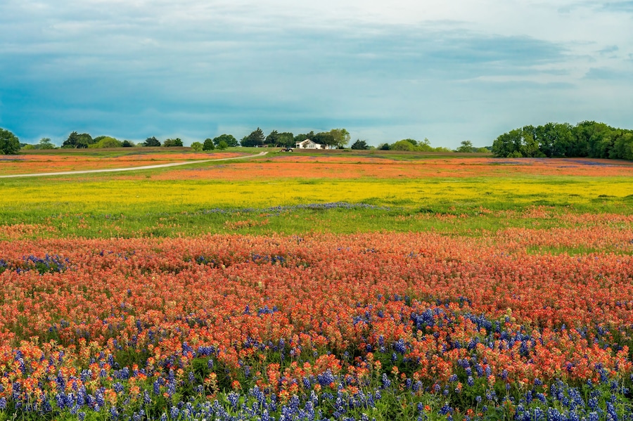 Field of Flowers