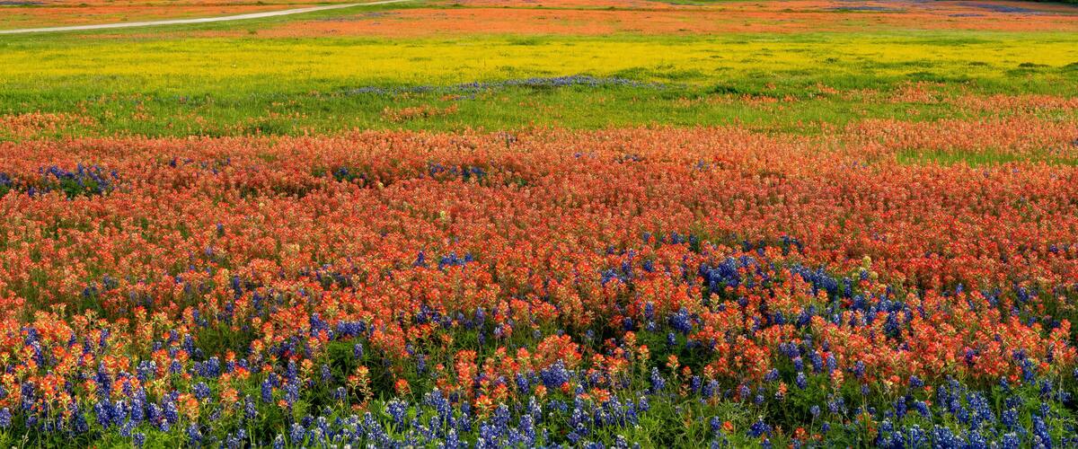 Field of Flowers