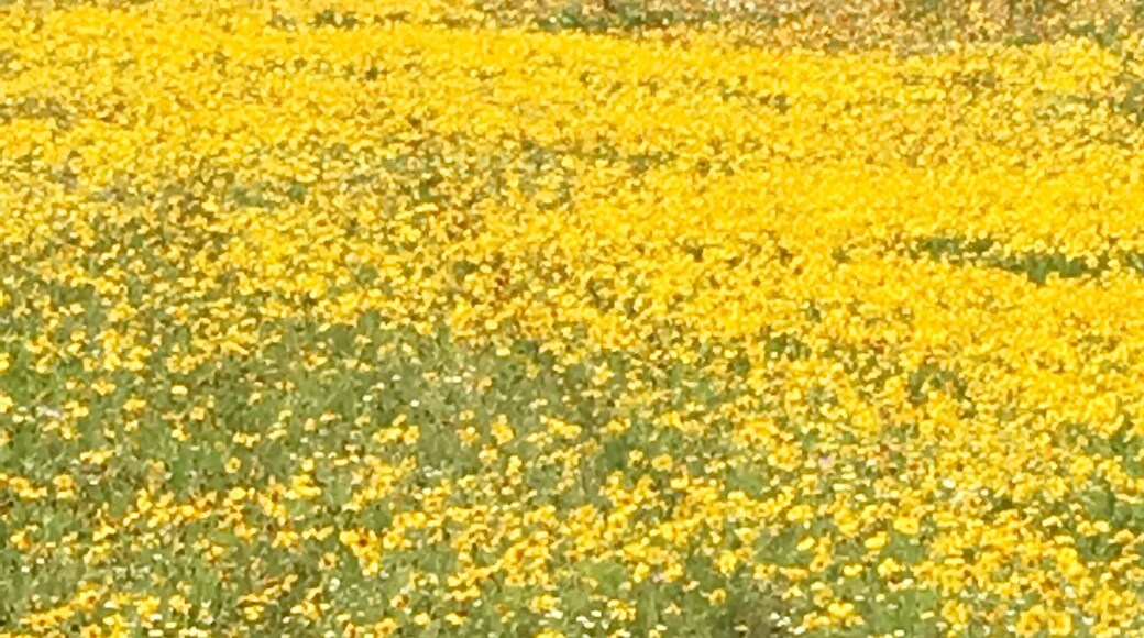 Sunday drive in May rewarded us with these beautiful Spring flowers. The drive between Uvalde, Texas and Junction, Texas is beautiful all year but especially this Spring season.
#lifeatexoedia