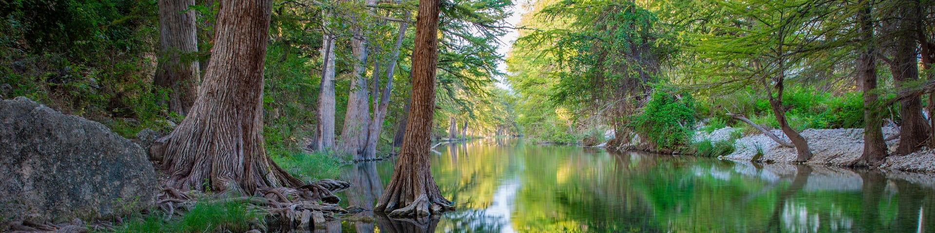 A serene forest with a calm river, reflecting the surrounding trees and greenery.