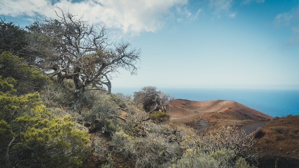 A coastal landscape with a prominent tree, rocky terrain, and a view of the ocean.