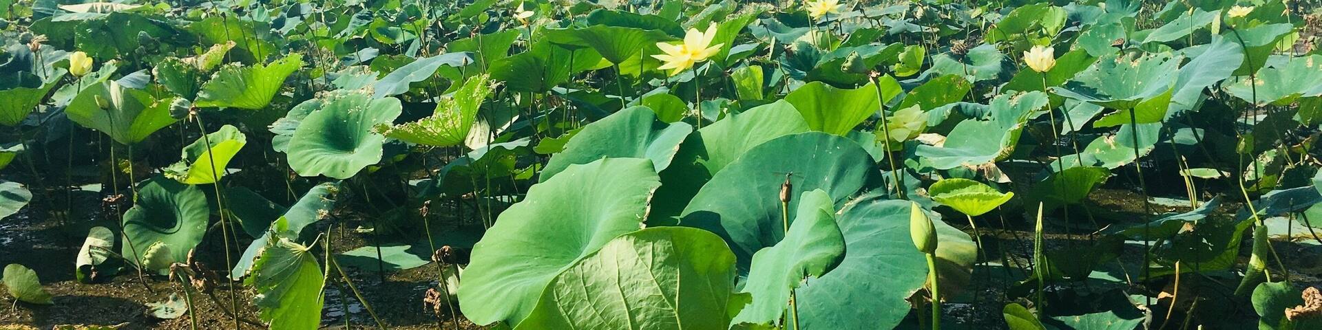 Meadow Pond Trail approximately 6 miles out and back on a gravel road great for walking or a short bike ride. Beautiful
