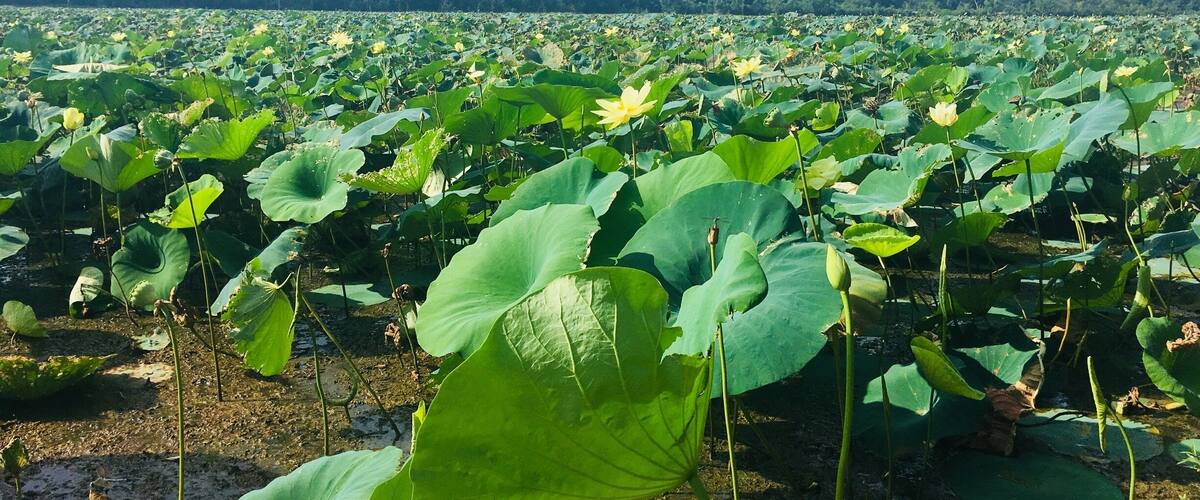 A lotus pond with large green leaves and yellow flowers.