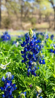 Texas Bluebonnet Flower in Springtown, Texas