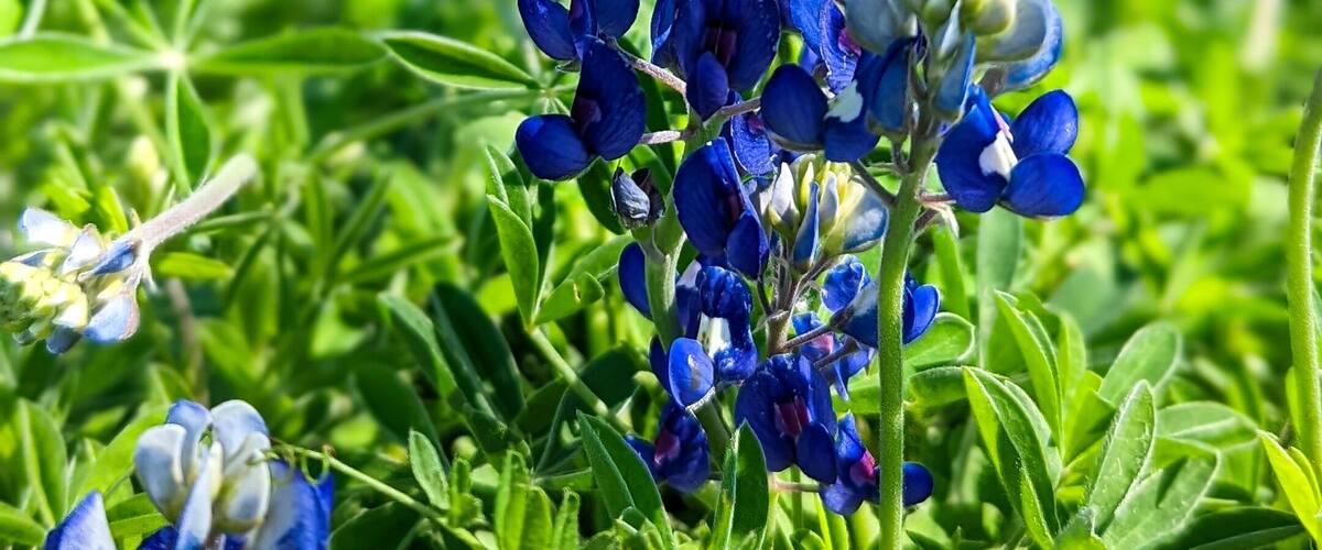 Texas Bluebonnet Flower in Springtown, Texas