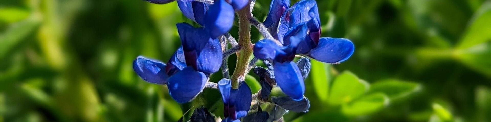 Texas Bluebonnet Flowers, Springtown, Texas, Blue Flower Background