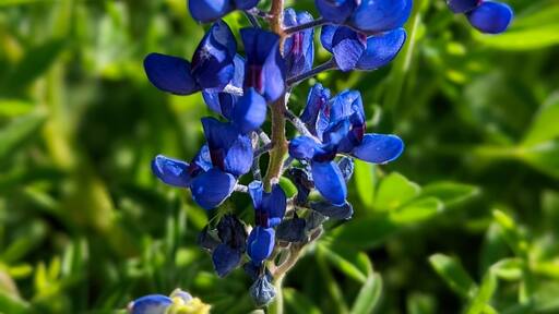 Texas Bluebonnet Flowers, Springtown, Texas, Blue Flower Background