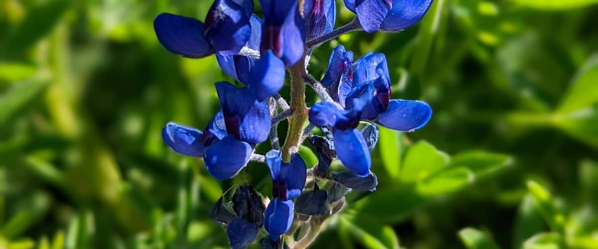 A cluster of blue lupine flowers with green foliage in the background.