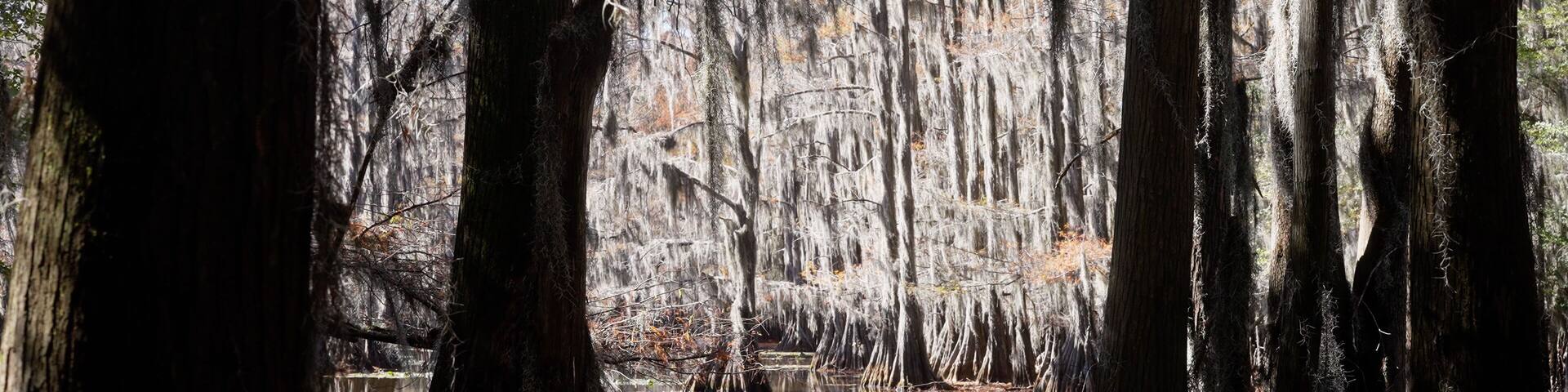 Caddo Lake State Park in Texas with its amazing vegetation and landscape - travel photography