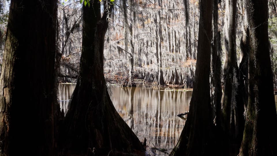 A swamp with tall trees and a calm water body.