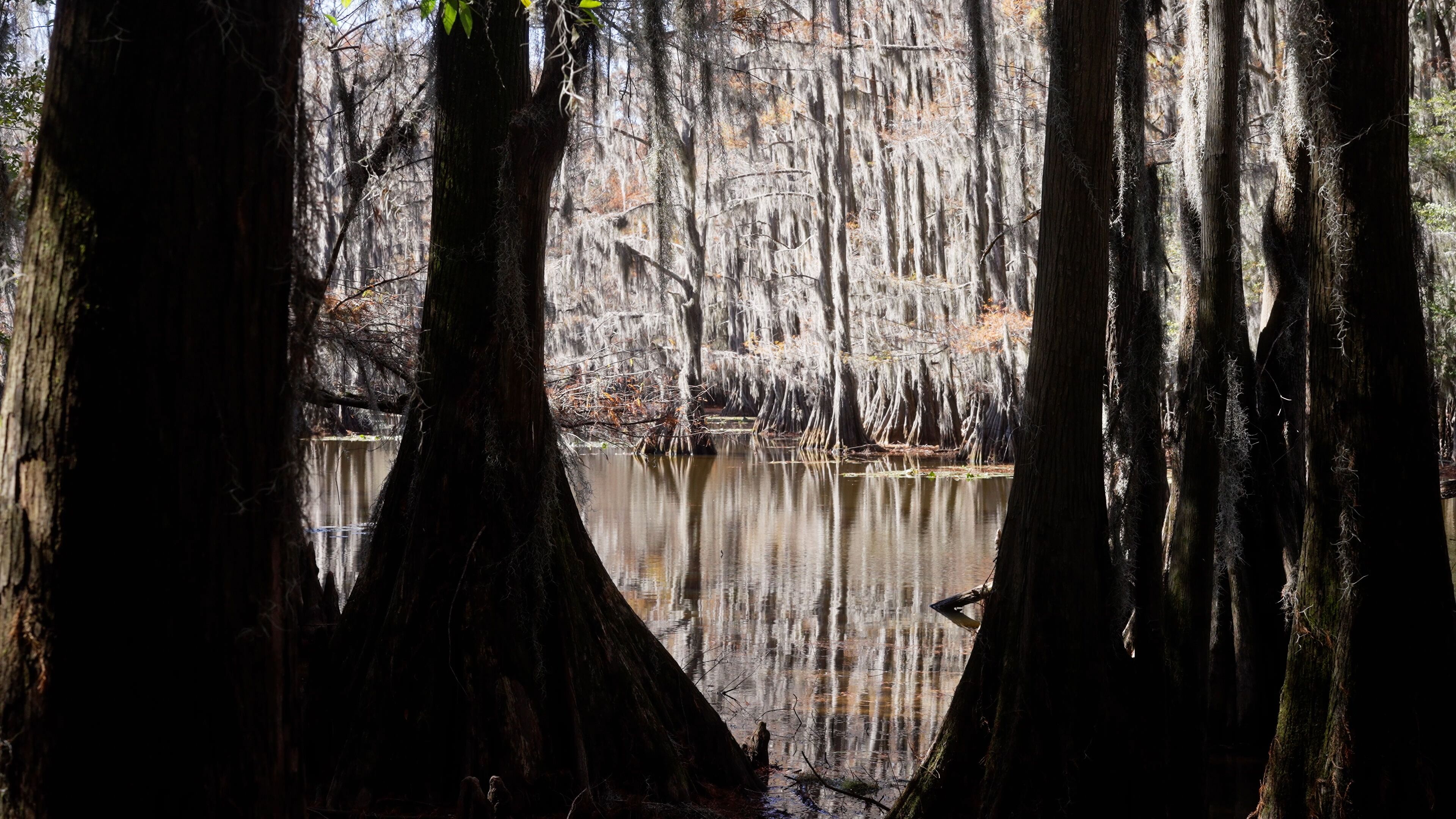 A swamp with tall trees and a calm water body.