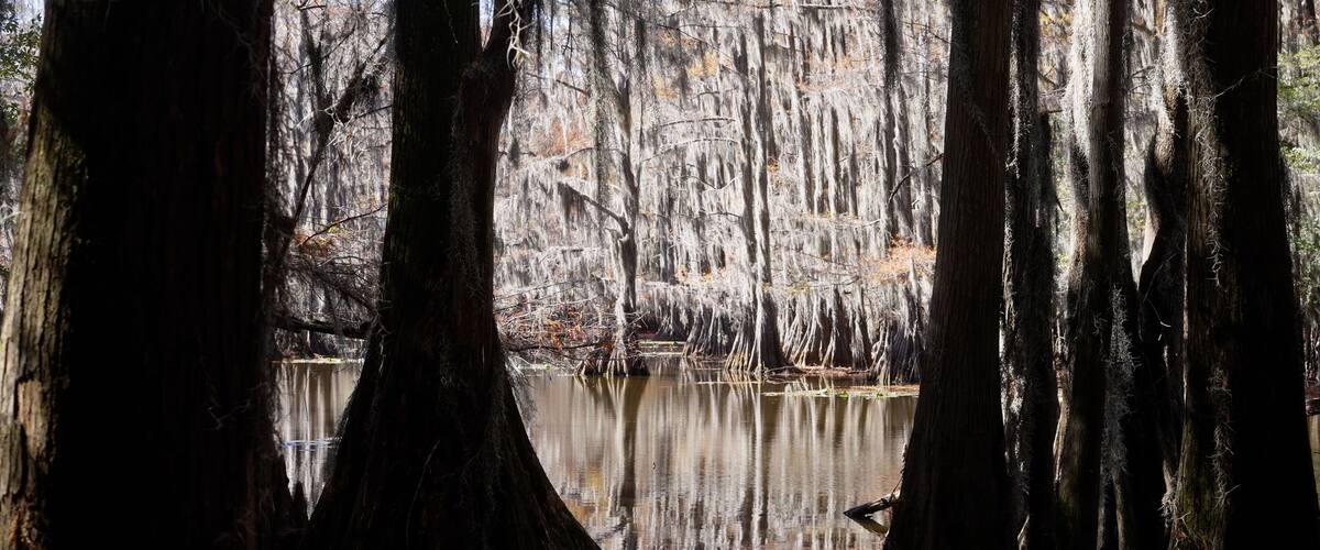 A swamp with tall trees and a calm water body.