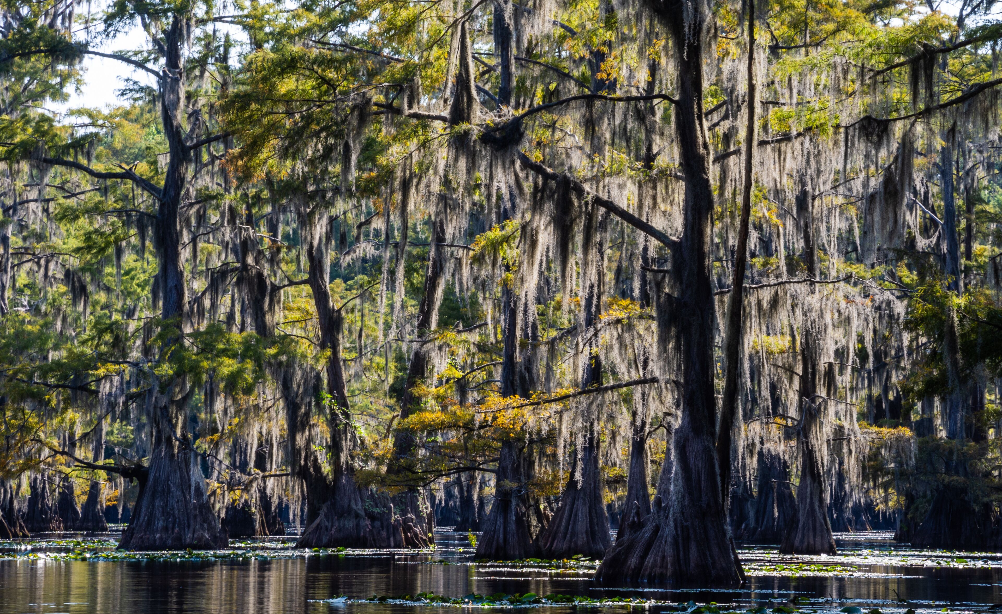 Sunlit Spanish Moss Adorns Cypress Trees in Caddo Lake State Park, Texas