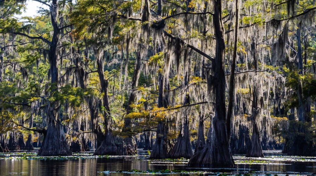 Sunlit Spanish Moss Adorns Cypress Trees in Caddo Lake State Park, Texas