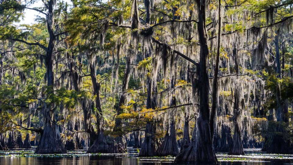 A swamp with tall cypress trees and water lilies.