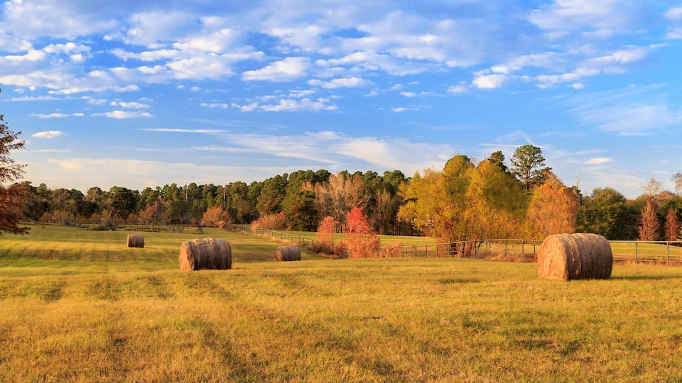 Hay Bales On The East Texas Landscape
