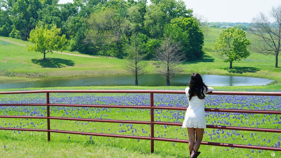 Woman standing along fence viewing Bluebonnet wildflowers in North Texas