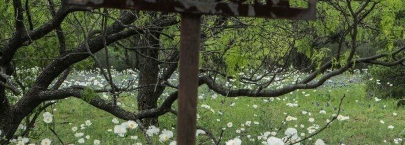 A rusted metal signpost with animal figures in a field of white and blue flowers.