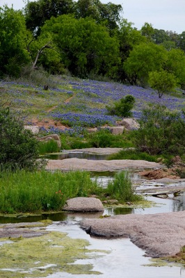 If your already planning road trips for next year you should head to the Texas Hill Country for the wildflowers in bloom! Google websites that will tell give a status of the blooms and best roads to see them. It changes each year depending on the ☔️ rain.
#texasHillCountry #wildflowers #canonusa
#roadtrip
#landscapes
#bluebonnets