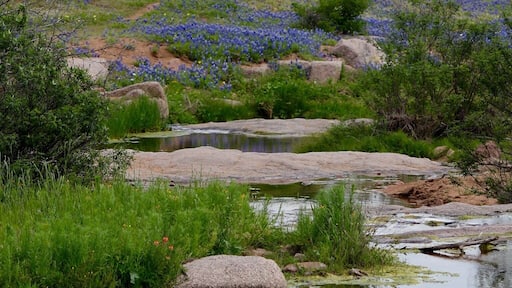 If your already planning road trips for next year you should head to the Texas Hill Country for the wildflowers in bloom! Google websites that will tell give a status of the blooms and best roads to see them. It changes each year depending on the ☔️ rain.
#texasHillCountry #wildflowers #canonusa
#roadtrip
#landscapes
#bluebonnets