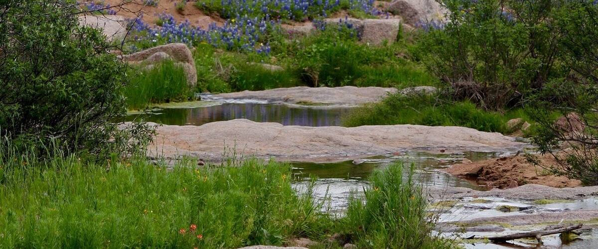 A stream with rocks and water, surrounded by green vegetation and a field of blue flowers.