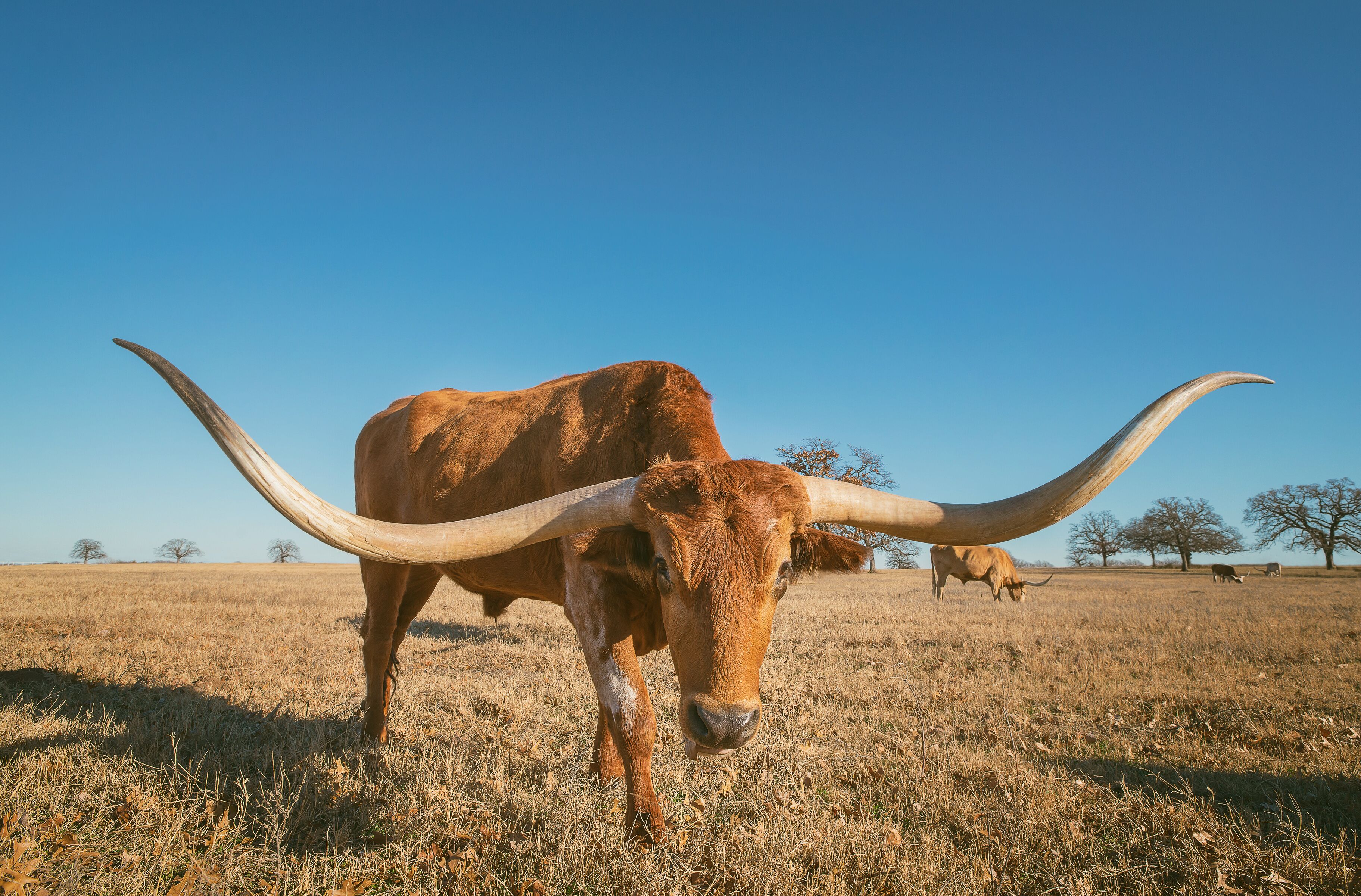 وينترز، تكساس