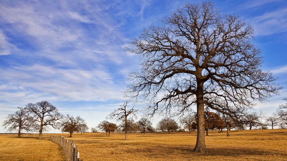 Texas winter sky over scenic trees on the pasture