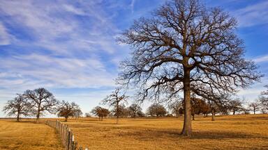 Texas winter sky over scenic trees on the pasture