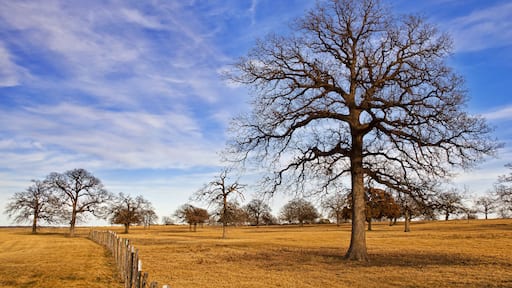Texas winter sky over scenic trees on the pasture