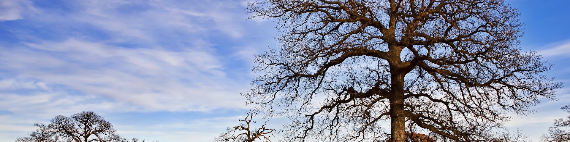 Texas winter sky over scenic trees on the pasture